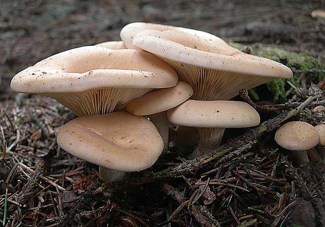 Avventura  nel  Pianeta  Jurassiano